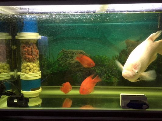 魚缸濾筒原理圖：如何選擇合適的魚缸濾筒