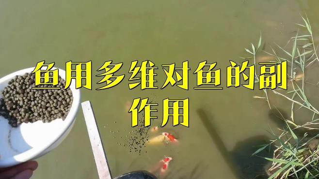龍魚專用魚藥有哪些副作用
