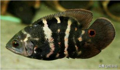 魚缸頂濾改造 魚缸頂濾過濾盒圖片