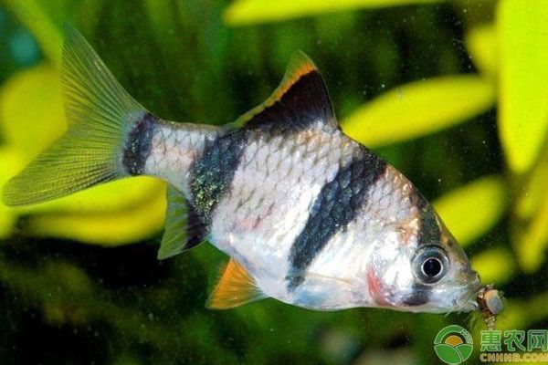 小型魚缸適合哪些魚類：適合小型魚缸養殖的魚類