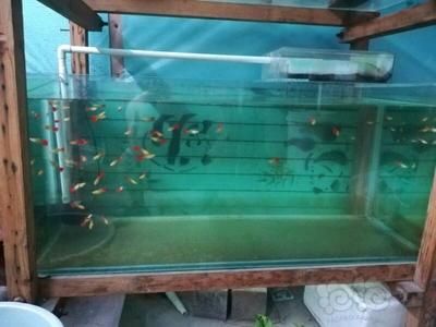 小型魚缸適合哪些魚類：適合小型魚缸養殖的魚類