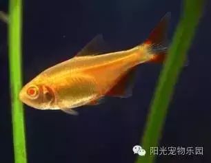 小型魚缸適合哪些魚類：適合小型魚缸養殖的魚類