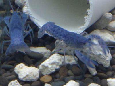 三亞有大魚缸的酒店有哪些呢 三亞哪里有做海鮮魚缸的