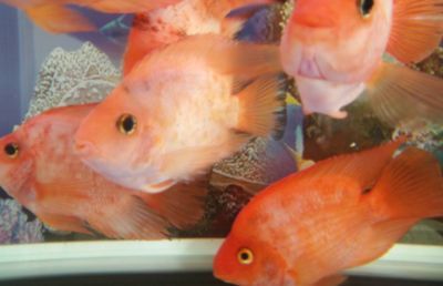 意品和yee是一家嗎，yee和漢霸哪個魚缸好