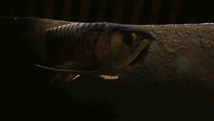 怎么調(diào)整龍魚的食欲和情緒：如何調(diào)整龍魚的食欲和保持良好的情緒狀態(tài) 怎么調(diào)整龍魚的食欲和情緒：如何調(diào)整龍魚的食欲和保持良好的情緒狀態(tài) 龍魚百科 第3張