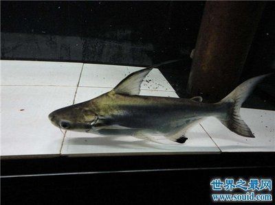 60厘米紅龍魚價格表大全 60公分的紅龍多少錢 赤元素 第2張 60厘米紅龍魚價格表大全 60公分的紅龍多少錢 60厘米紅龍魚價格表大全 60公分的紅龍多少錢 赤元素 第2張