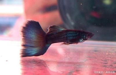 風水學與魚缸布置在中國傳統文化中，鳳尾魚飼養指南：鳳尾魚怎么養？