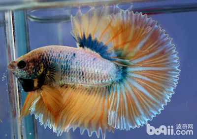 風水學與魚缸布置在中國傳統文化中，鳳尾魚飼養指南：鳳尾魚怎么養？