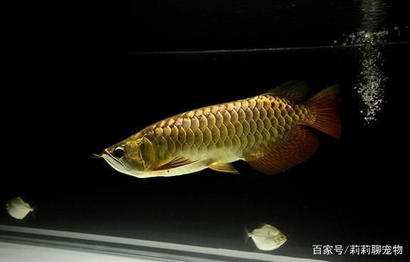 龍魚的生活環(huán)境：龍魚生活環(huán)境要求較高，飼養(yǎng)者需要根據(jù)這些特點來創(chuàng)造合適的環(huán)境