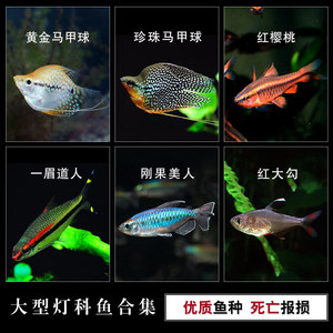 德州魚缸水族加工廠家聯(lián)系電話地址是多少（ 德州賣魚缸市場）