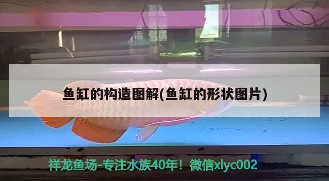 定制魚缸十大名牌排名：十大定制魚缸品牌介紹