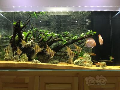 養斑馬狗頭需要多大的魚缸 養斑馬狗頭需要多大的魚缸才能養