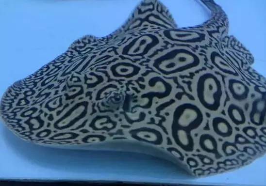 火焰變色龍魚變色的條件（火焰變色龍魚能和什么魚混養）