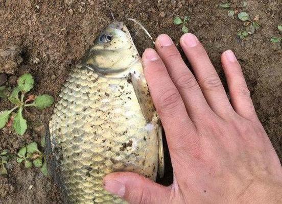 天王紅龍魚多少錢(紅龍魚最高價格)