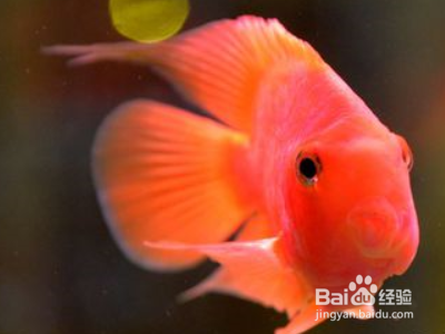 虎魚吃得多嗎：虎魚的食量因種類和個體大小而異，虎魚吃得多嗎，