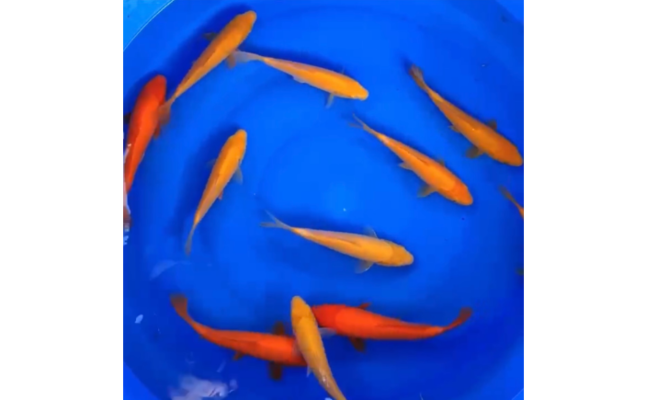 1米魚缸養幾條銀龍：銀龍魚的飼養密度與混養技巧