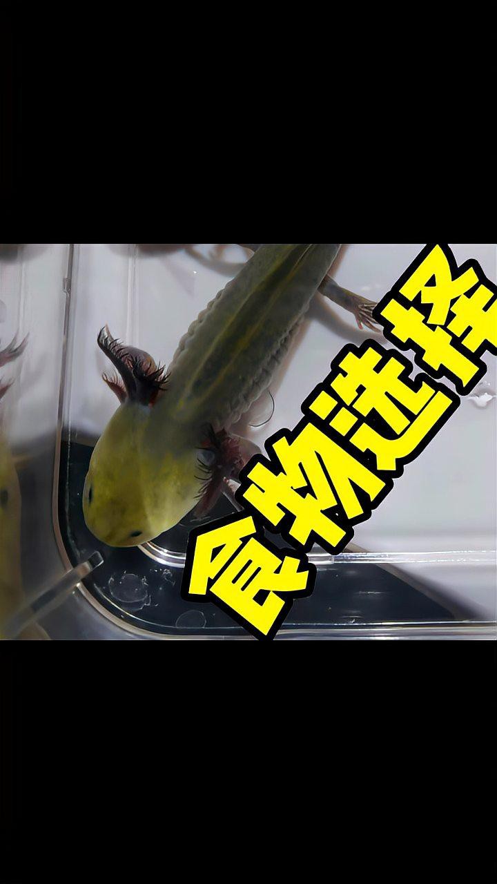 六角恐龍魚是吃什么的飼料 六角恐龍魚是吃什么的飼料 龍魚百科 第3張