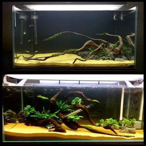 狗頭魚魚缸背景設置建議：關于狗頭魚魚缸背景設置的建議