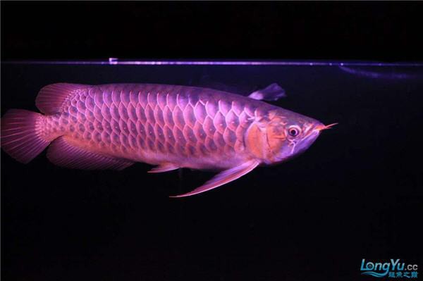 哪里有龍魚