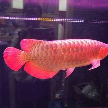 祥龍魚場品牌產品介紹怎么寫文案吸引人：祥龍魚場品牌產品介紹