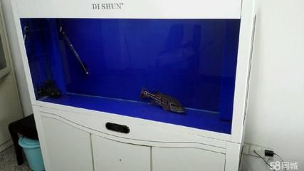 海洋生物收藏指南：帝王魚缸購買途徑與購買途徑：帝王牌魚缸購買指南