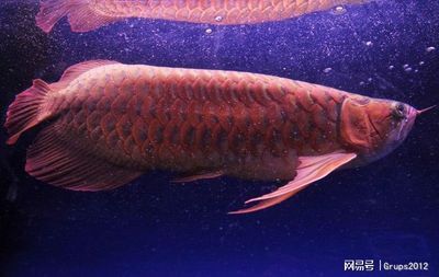 能把金龍魚養(yǎng)2年嗎（金龍魚的養(yǎng)殖周期和成長情況）
