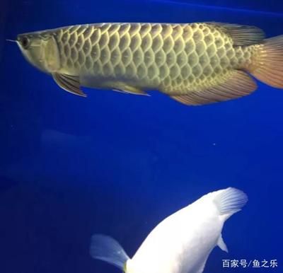 能把金龍魚養2年嗎（金龍魚的養殖周期和成長情況）