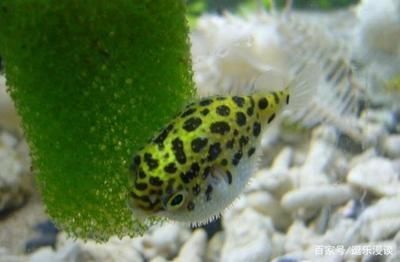 龍魚能不能吃蝸牛：龍魚可以吃蝸牛嗎