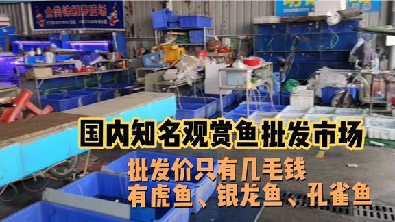 天津市觀賞魚批發市場地址電話（ 天津觀賞魚魚基地批發魚） 天津市觀賞魚批發市場地址電話（ 天津觀賞魚魚基地批發魚） 龍年龍魚 第1張