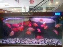 花鳥市場的魚缸養(yǎng)護(hù)與水質(zhì)管理養(yǎng)護(hù)技巧花鳥市場的養(yǎng)護(hù)技巧：如何在花鳥市場選擇合適的魚缸