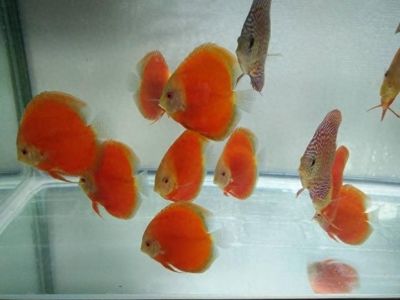 金三間魚繁殖水質控制技巧，金三間魚的繁殖水質控制技巧