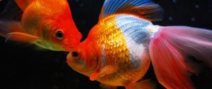 金三間魚繁殖水質控制技巧，金三間魚的繁殖水質控制技巧