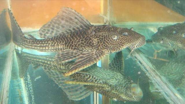 金三間魚繁殖水質控制技巧，金三間魚的繁殖水質控制技巧
