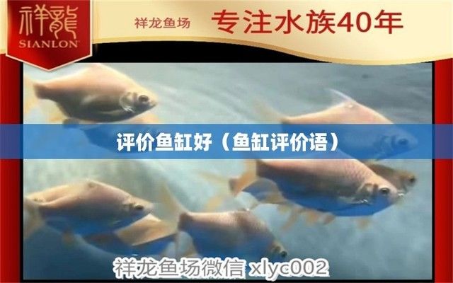 稱贊魚缸好看的句子：如何布置魚缸提升美觀,魚缸維護保養技巧分享