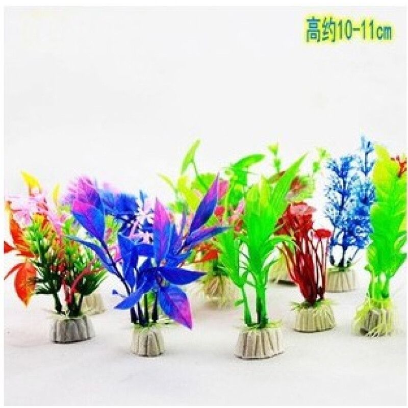 皇冠草的養護方法是皇冠草的養護方法是皇冠草的養護方法：戶外魚缸養什么樣的水草合適