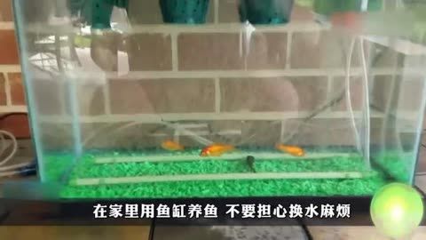 好魚缸不用換水嗎怎么養(好魚缸不用換水嗎怎么養好魚缸而不頻繁換水) 魚缸百科 第3張 好魚缸不用換水嗎怎么養(好魚缸不用換水嗎怎么養好魚缸而不頻繁換水) 好魚缸不用換水嗎怎么養(好魚缸不用換水嗎怎么養好魚缸而不頻繁換水) 魚缸百科 第3張