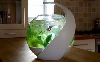 好魚缸不用換水嗎怎么養(好魚缸不用換水嗎怎么養好魚缸而不頻繁換水) 魚缸百科 第2張 好魚缸不用換水嗎怎么養(好魚缸不用換水嗎怎么養好魚缸而不頻繁換水) 好魚缸不用換水嗎怎么養(好魚缸不用換水嗎怎么養好魚缸而不頻繁換水) 魚缸百科 第2張
