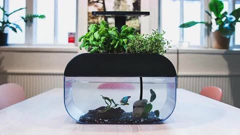 好魚缸不用換水嗎怎么養(好魚缸不用換水嗎怎么養好魚缸而不頻繁換水) 魚缸百科 第4張 好魚缸不用換水嗎怎么養(好魚缸不用換水嗎怎么養好魚缸而不頻繁換水) 好魚缸不用換水嗎怎么養(好魚缸不用換水嗎怎么養好魚缸而不頻繁換水) 魚缸百科 第4張