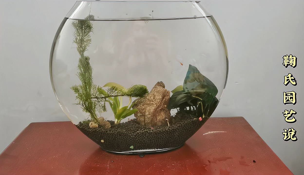 好魚缸不用換水嗎怎么養(好魚缸不用換水嗎怎么養好魚缸而不頻繁換水) 魚缸百科 第1張 好魚缸不用換水嗎怎么養(好魚缸不用換水嗎怎么養好魚缸而不頻繁換水) 好魚缸不用換水嗎怎么養(好魚缸不用換水嗎怎么養好魚缸而不頻繁換水) 魚缸百科 第1張