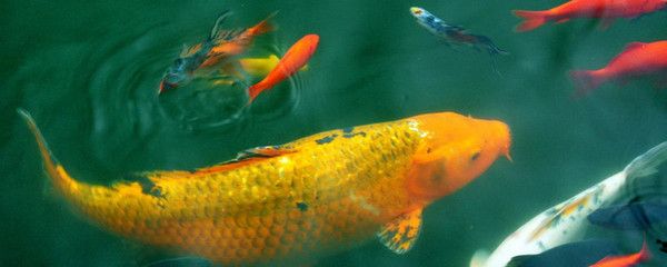 好魚缸不用換水嗎怎么養(好魚缸不用換水嗎怎么養好魚缸而不頻繁換水) 魚缸百科 第5張 好魚缸不用換水嗎怎么養(好魚缸不用換水嗎怎么養好魚缸而不頻繁換水) 好魚缸不用換水嗎怎么養(好魚缸不用換水嗎怎么養好魚缸而不頻繁換水) 魚缸百科 第5張