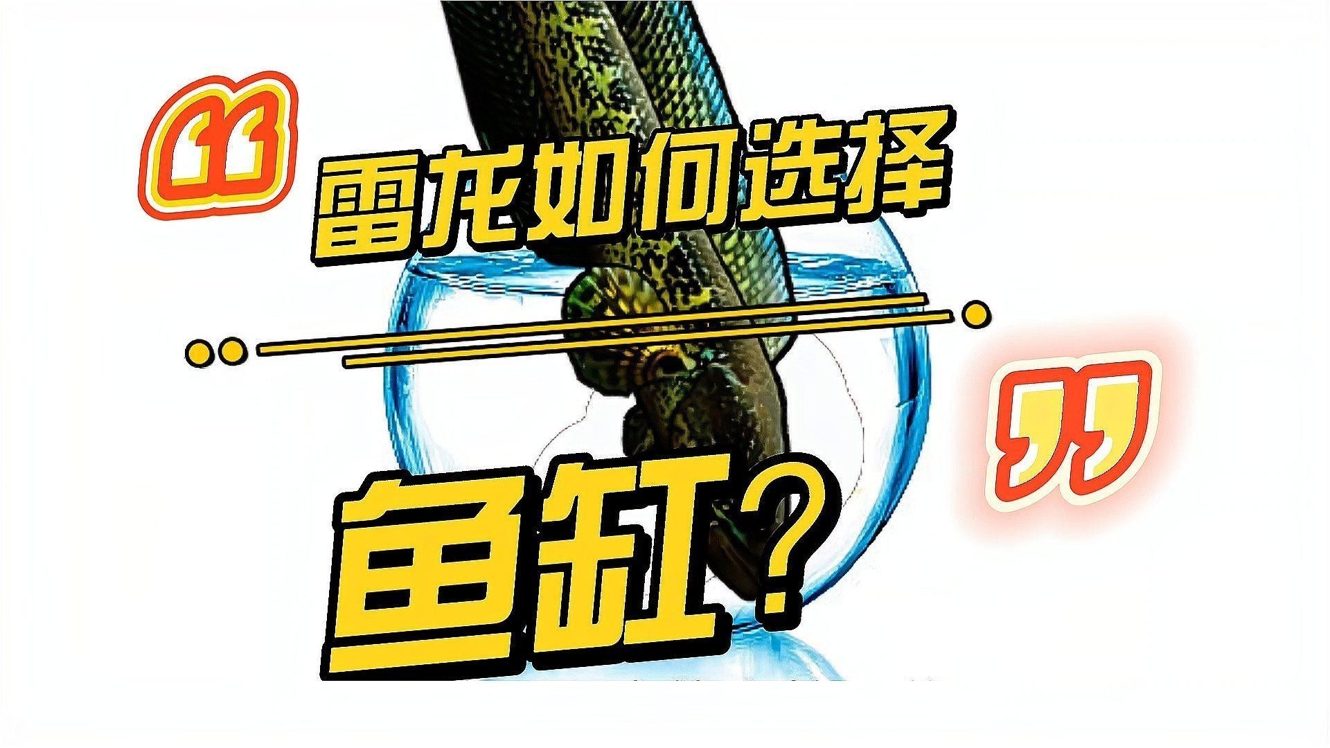 雷龍魚用什么魚缸最好