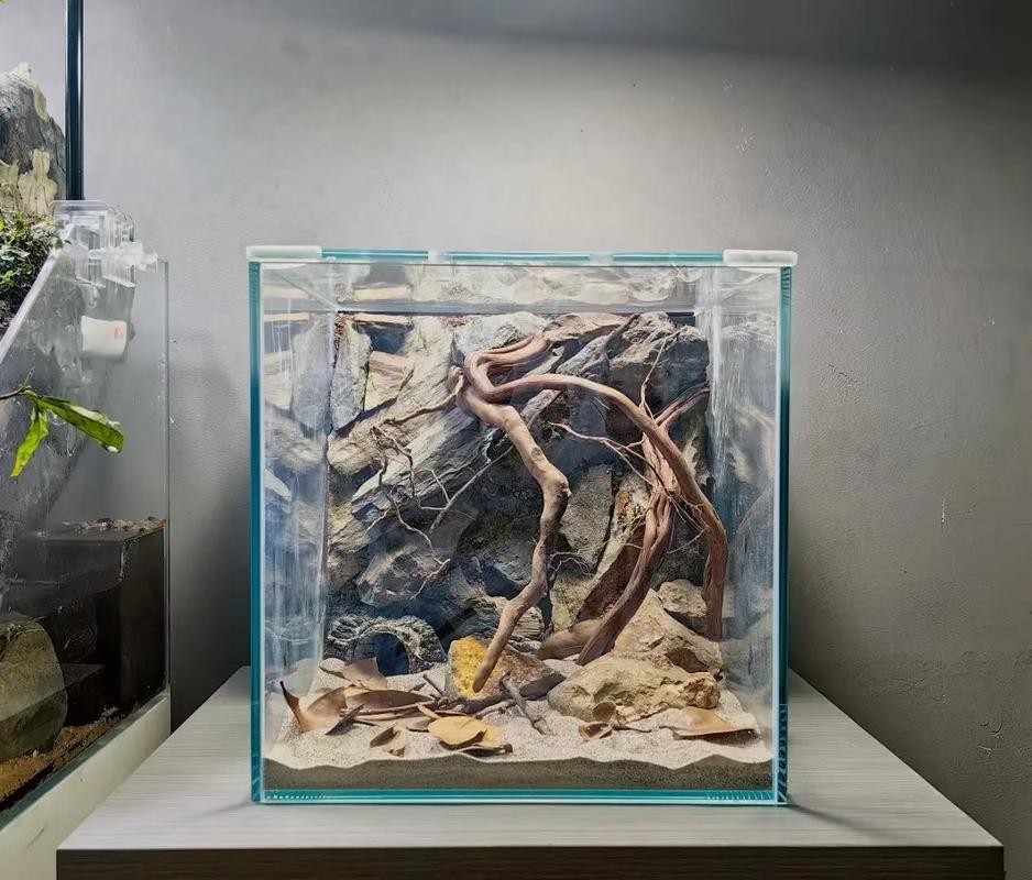 雷龍魚用什么魚缸最好