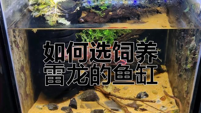 雷龍魚用什么魚缸最好