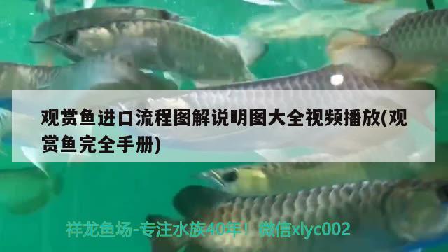 北京俏祥金鯉魚(yú)具店