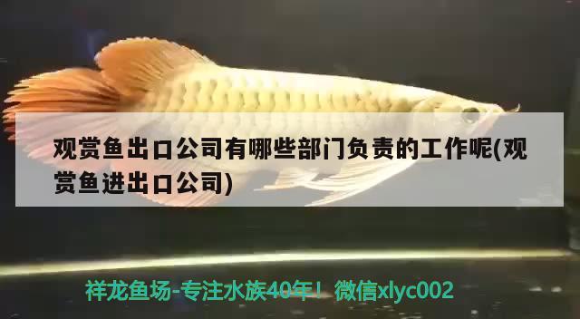 北京俏祥金鯉魚(yú)具店