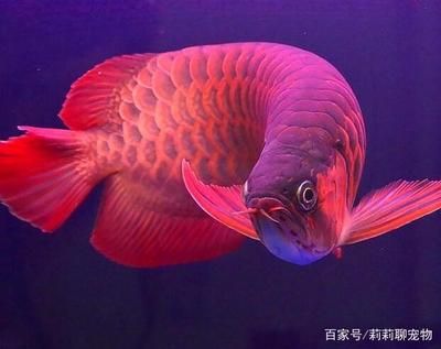 紅龍魚發色用什么燈照：紅龍魚發色用什么燈