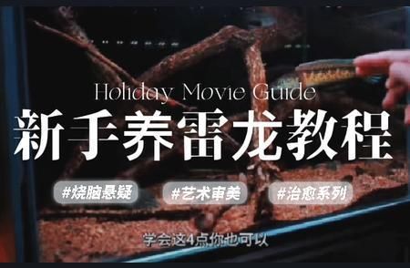 如何穩定雷龍魚養殖水質：穩定雷龍魚養殖水質是確保雷龍魚健康生長的關鍵因素之一