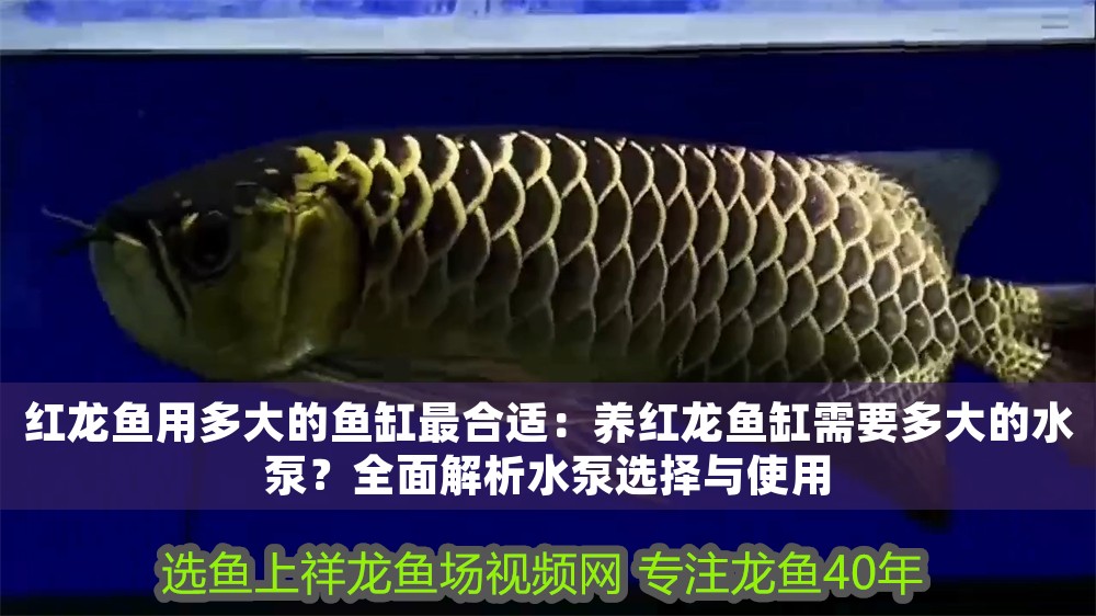 紅龍魚用多大的魚缸最合適：養紅龍魚缸需要多大的水泵？全面解析水泵選擇與使用