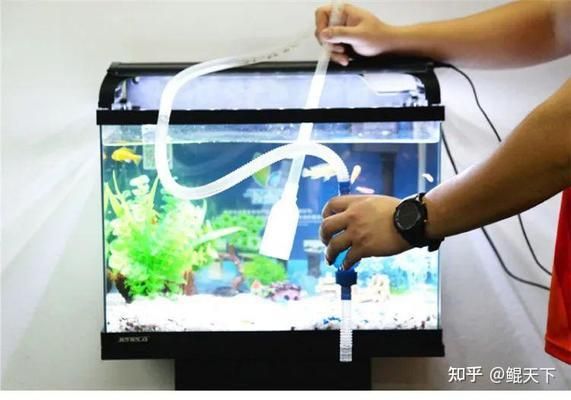 魚缸清潔的科學原理，你知道嗎？：關(guān)于魚缸清潔的科學原理