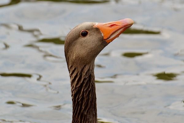 紅龍魚發色用什么燈光好（紅龍魚發色的燈光類型及其特點）
